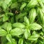 Basil
